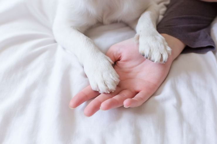 zampe di cane su mano umana